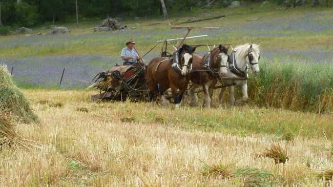 Experience some Aussie Bush as well as Elvis